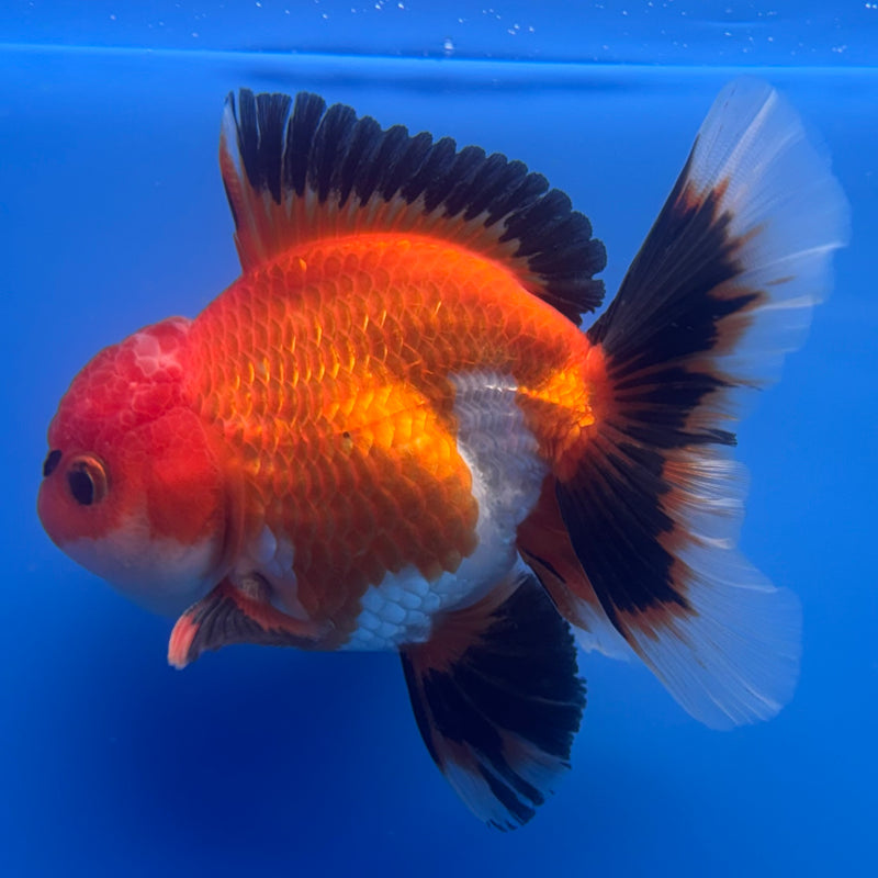 Thai Oranda Apache 3” Body Male(CK-681)R1A09