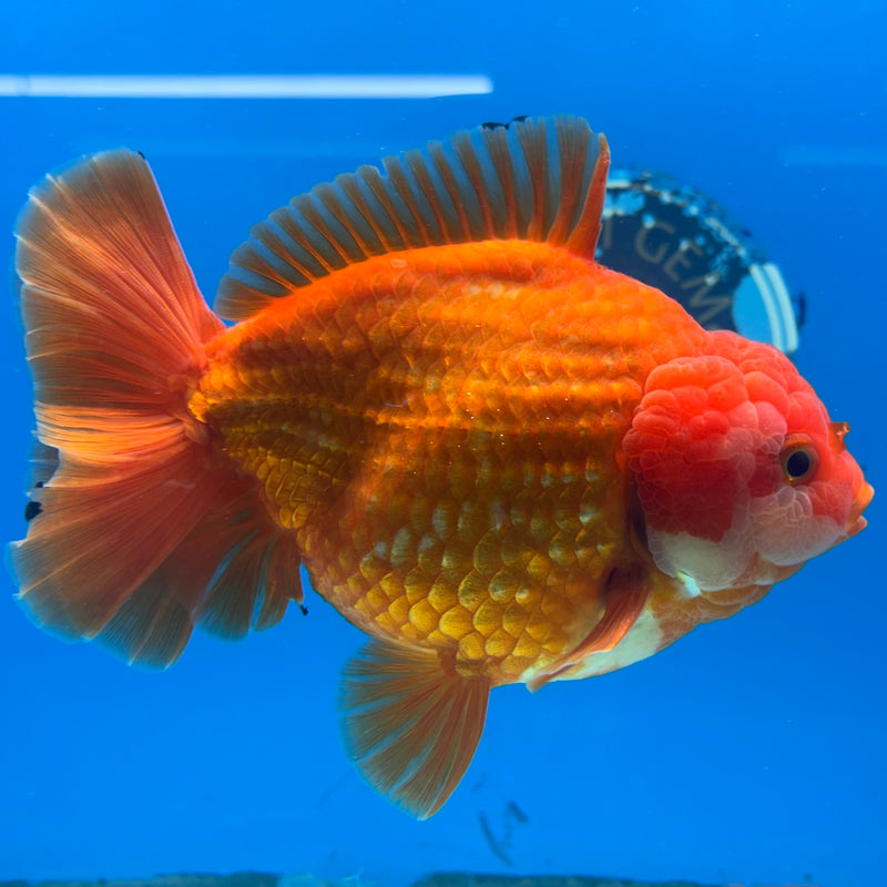 Thai Oranda JUMBO Red/White 4.5” Body Male(CK-1472)R2B14