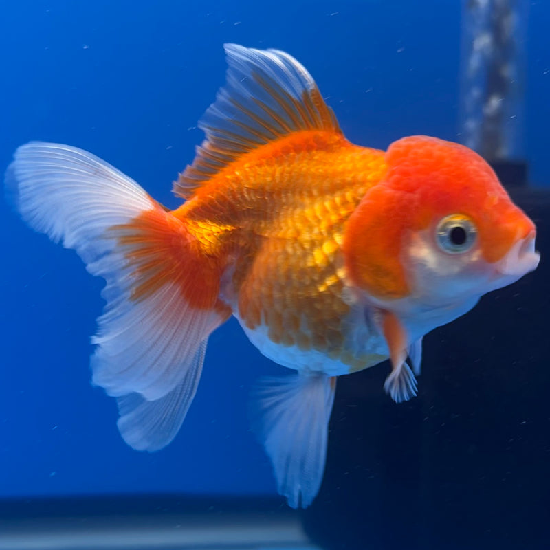 Thai Oranda Red/White 2.5” Body Female(CK-1265)R3B13