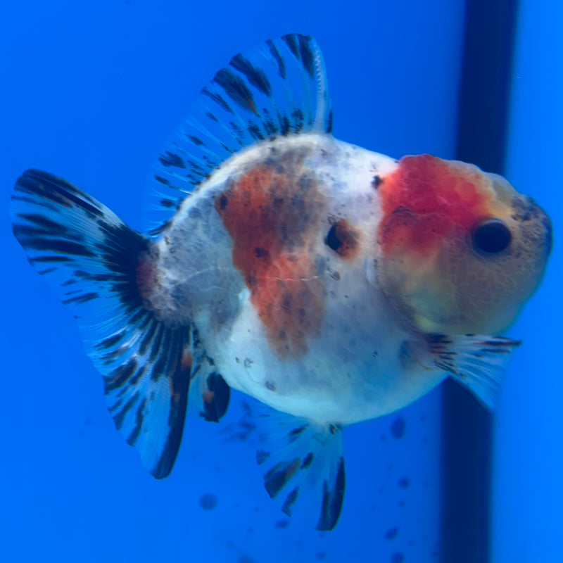 Thai Oranda SHOGUN 3” Body Female(CK-1163)R3A07