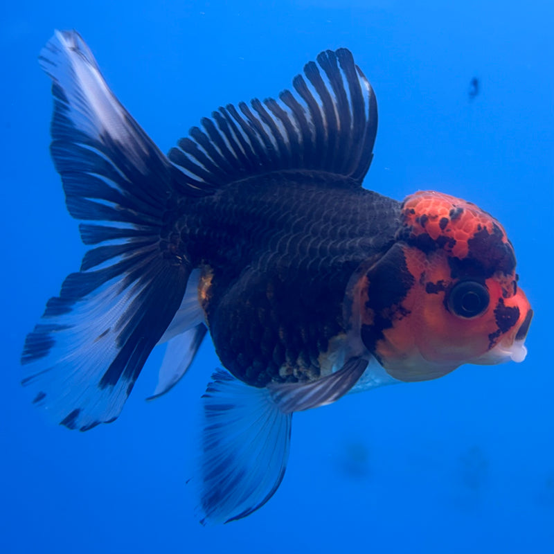 Thai Oranda Apache 3” Body Female(CK-705)R1A05