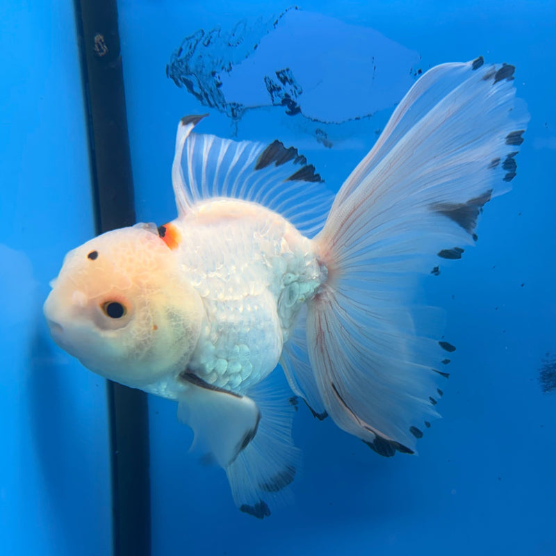 Thai Oranda Lemonhead Tri-Color 3in Female (FEB-296)R2B06