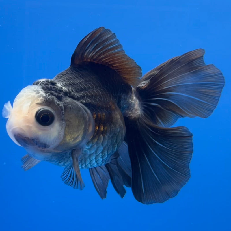 Thai Oranda Panda 3” Body Male(CK-781)R3A15