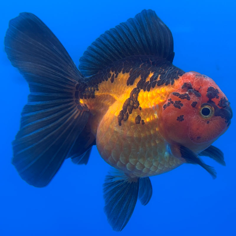 Thai Oranda Apache 3” Body Female(CK-694)R1B07