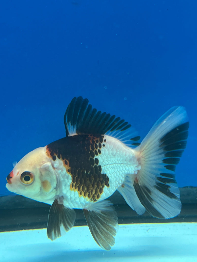 Thai Oranda Tri-Color 3in Female (FEB-326)R2B07