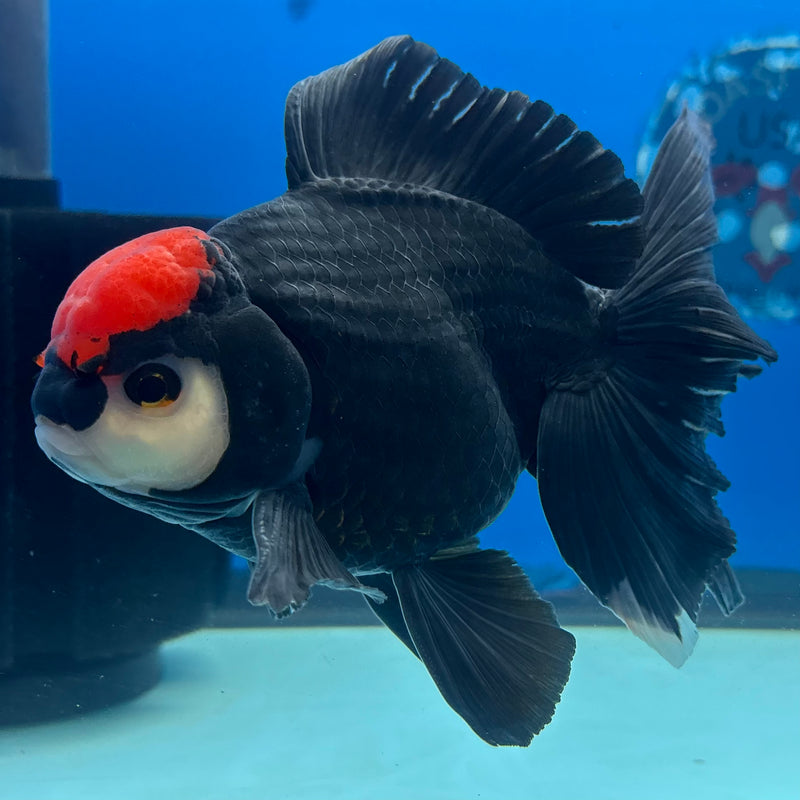 Thai Oranda Tri-Color 4” Body Male(CK-1206)SHOWTANK
