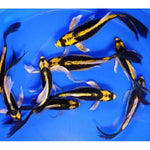 Mayan Butterfly Koi 5.00 inch