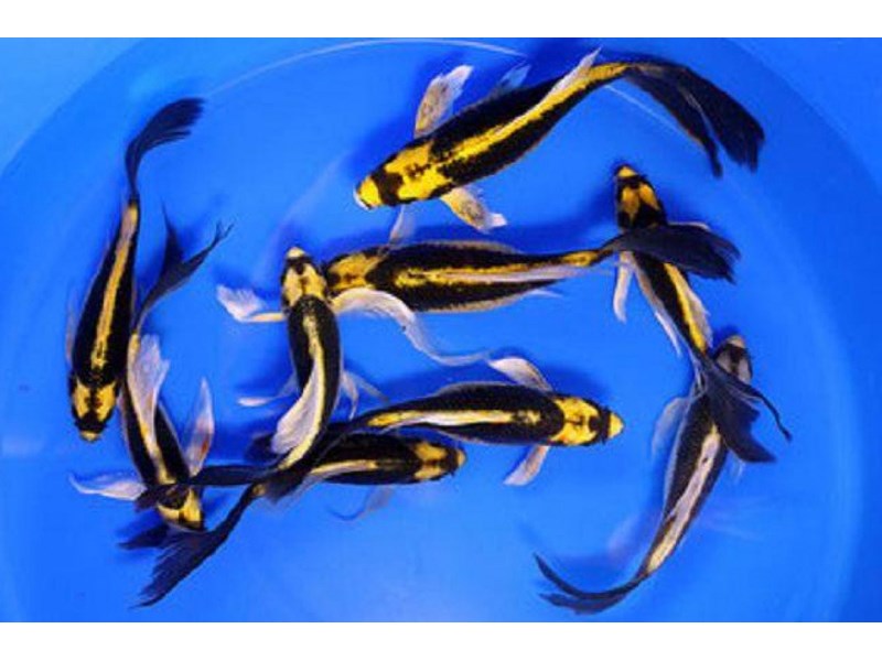 Mayan Butterfly Koi 5.00 inch