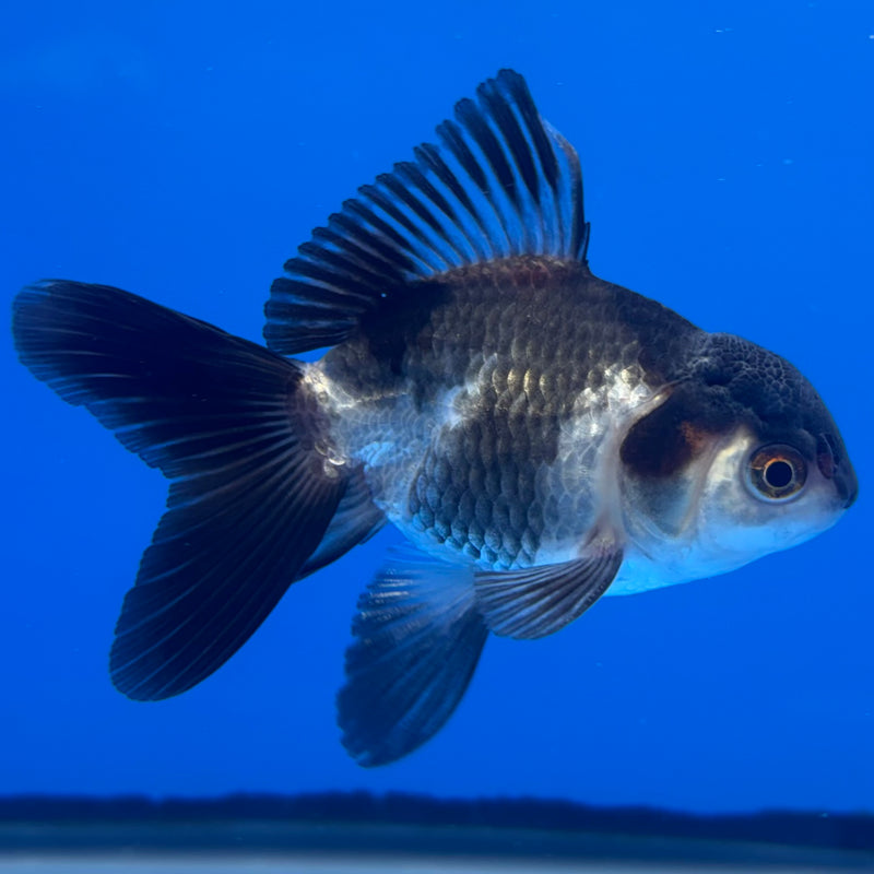 Thai Oranda Panda 2.5” Body Male(CK-1301)R3B16