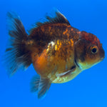 Thai Oranda Calico Yuanbao by SHOGUN 2.5” Body Female(CK-1588)R3B09