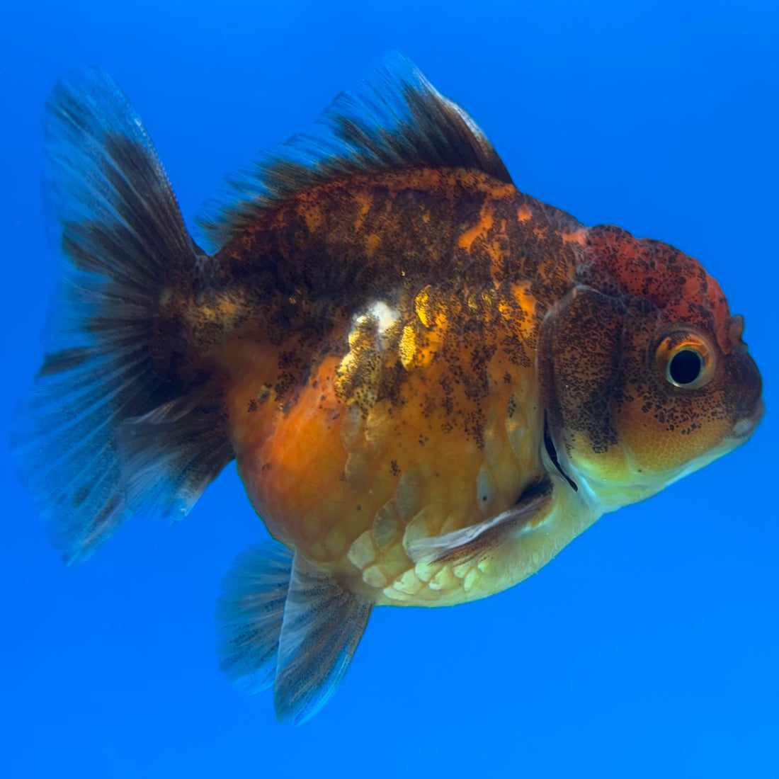 Thai Oranda Calico Yuanbao by SHOGUN 2.5” Body Female(CK-1588)R3B09