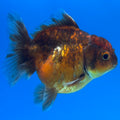 Thai Oranda Calico Yuanbao by SHOGUN 2.5” Body Female(CK-1588)R3B09