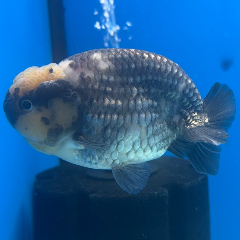 Thai Ranchu Dark Calico 3.5" Body Male(CK-892)R1A11