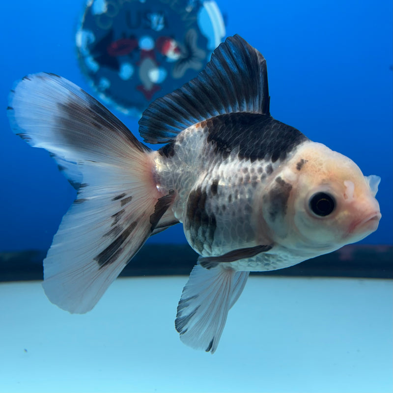 Thai Oranda Panda 3” Body Male(CK-953)R3B17