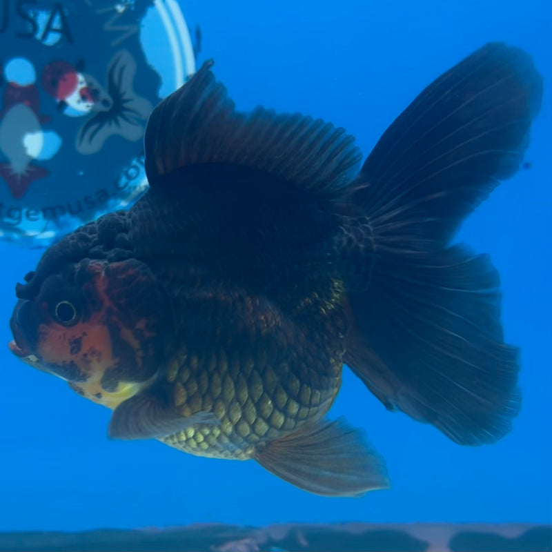 Thai Oranda Black Body Red Cap 3” Body Female(CK-1417)R3A11
