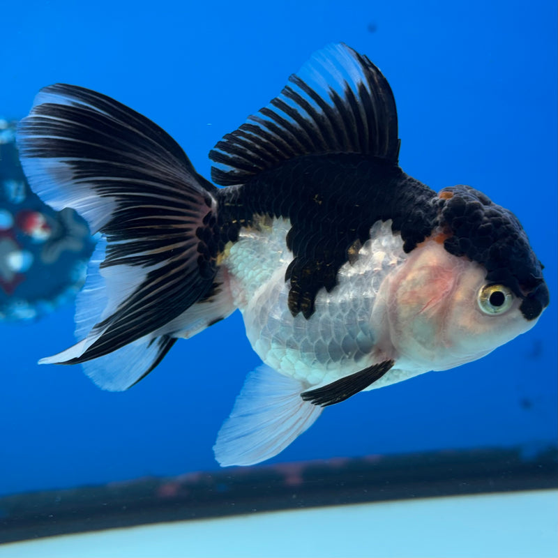 Thai Oranda Panda 3.5” Body Female(CK-911)R1BLUETUB4