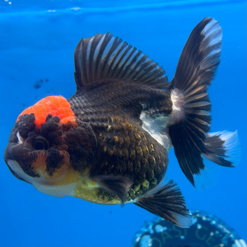 Thai Oranda Tri-Color/Apache RARE FIND 3.5” Body Female(CK-924)R1BLUETUB4