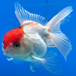 Thai Oranda Tri-Color 2.5” Male (CK-1559)R3A09