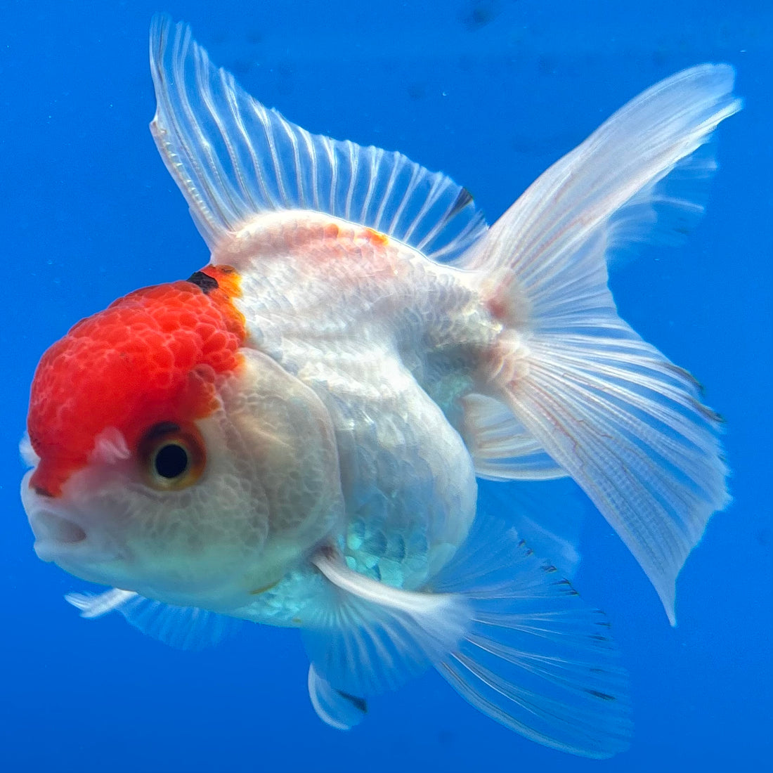 Thai Oranda Tri-Color 2.5” Male (CK-1559)R3A09