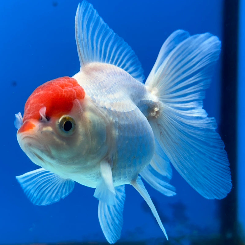 Thai Red-Cap Oranda 2.5”Body Female (JCD-174)R3B16