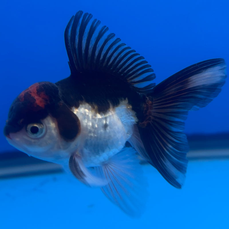 Thai Oranda Tri-Color 2.5” Body Male(CK-1256)R3B07