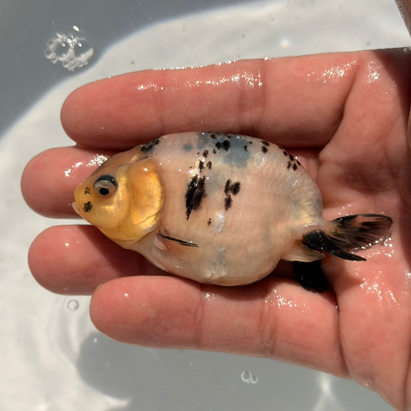 AA Calico Dragon Head Thai Ranchu 2.5'' OUR CHOICE (CGF-086)