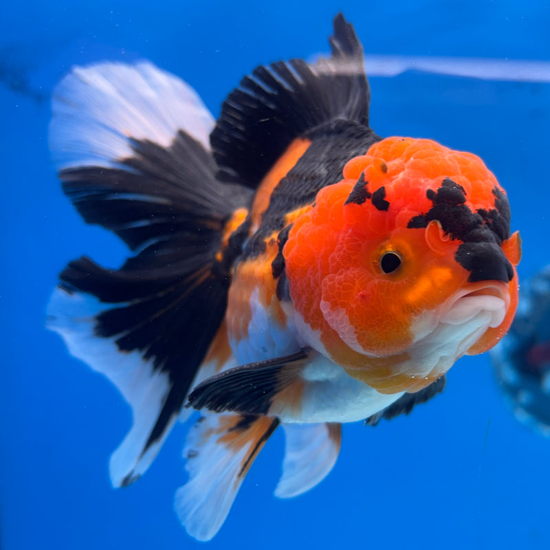 Thai Oranda Apache 3.5” Body Male(CK-1505)R2A03
