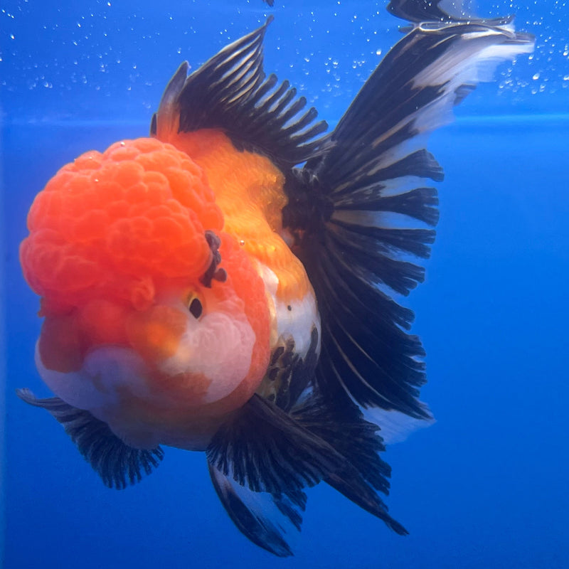 Thai Oranda Apache 3” Body Female(CK-663)R1A10