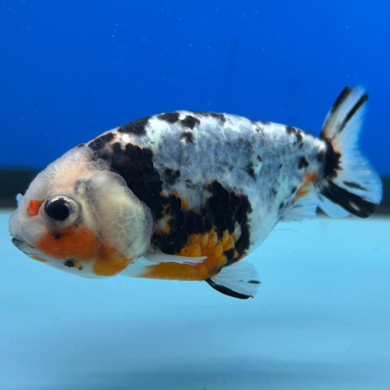 Thai Ranchu Calico 3” Body Male(CK-1386)R1A09