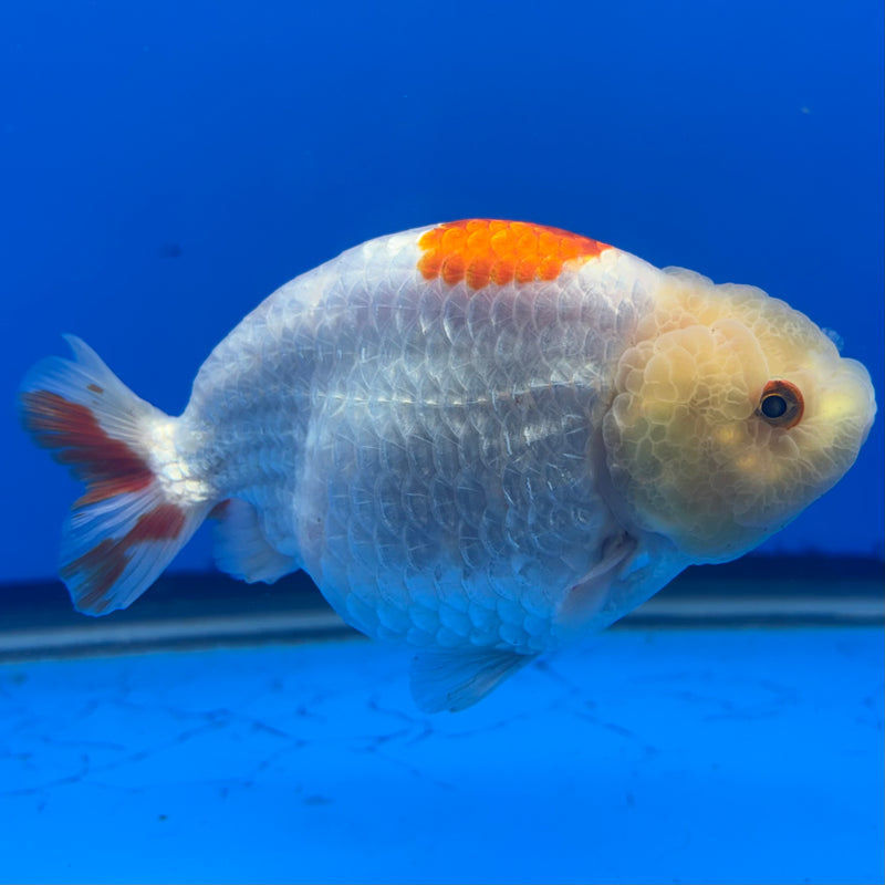 Thai Ranchu Red/White Lemon Head 4” Body Male(CK-1469)R2A04