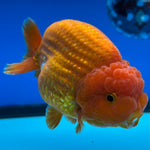 Thai Ranchu JUMBO Red/White 4” Body Male(CK-1554)BLUETUB-A