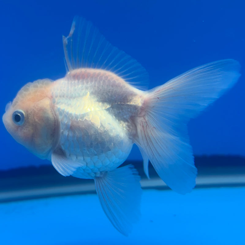 Thai Oranda Full White 2.5” Body Female(CK-1254)R3B08