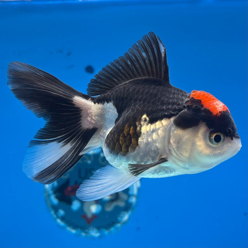 Thai Oranda Tri-Color 3” Body Female(CK-977)R3B09