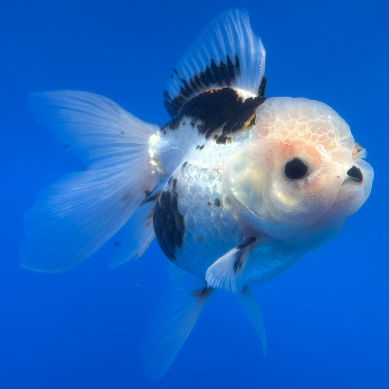 Thai Oranda Tri-Color 3” Body Female(CK-1377)R1B11