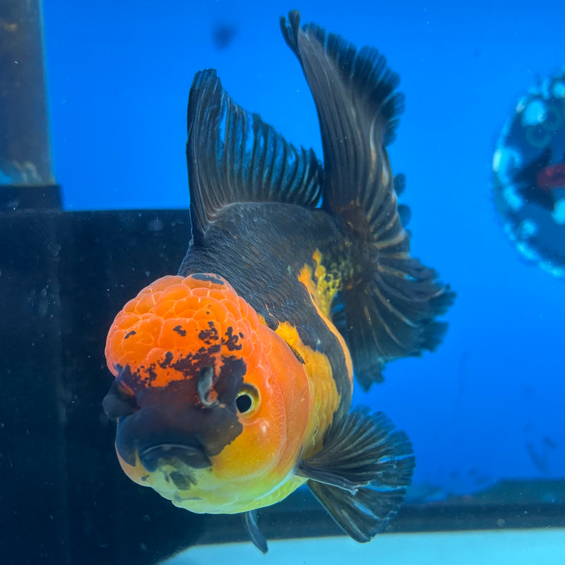 Thai Oranda Apache 4" Body Female(NKT-CK-1032)SHOWTANK2