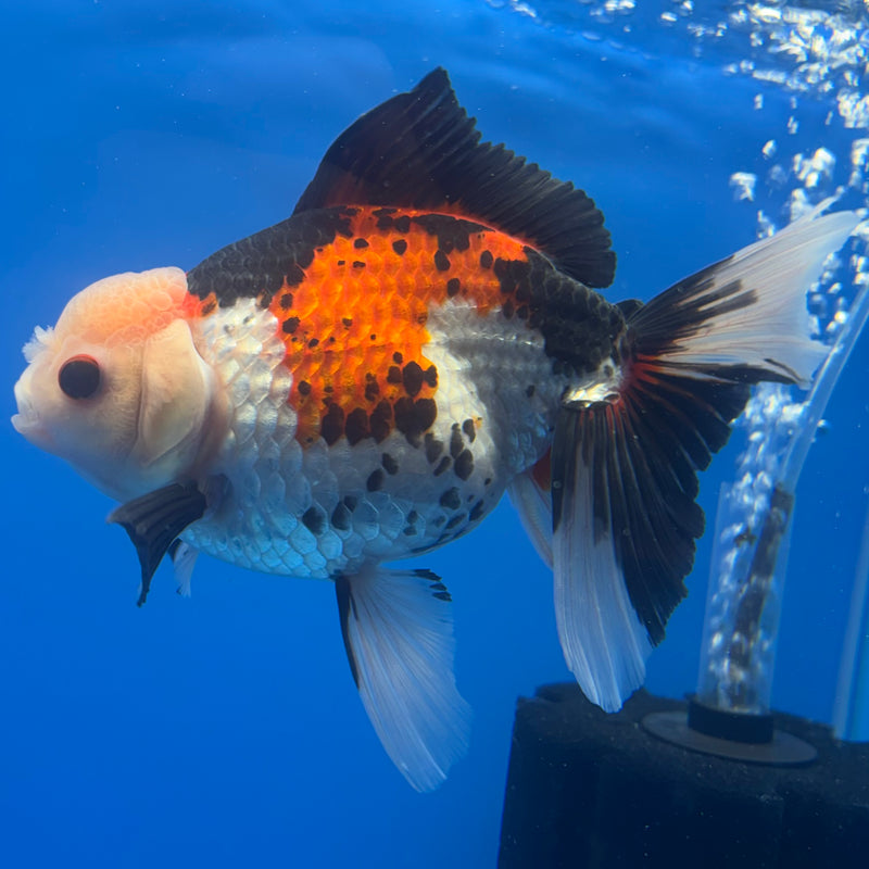 Thai Oranda JUMBO Tri-Color/Apache 5” Body Female(QGF-CK-1317)BLUETUB1