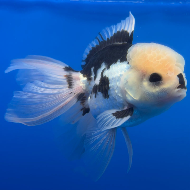 Thai Oranda Panda 3” Body Male(CK-1375)R1B11