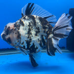 Thai Oranda Tri-Color Tiger 4" Male(NKT-CK-1573)BLUETUB-B