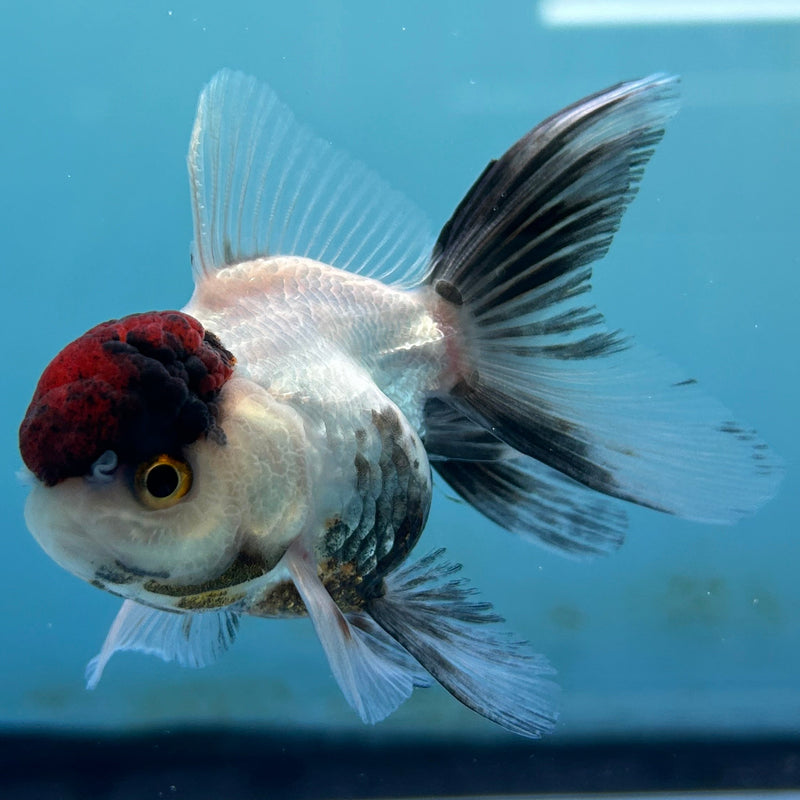 Thai Panda Red-Cap Oranda 2“ Body Male (JCD-147)R4C02