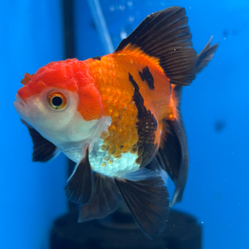 Thai Oranda Apache 2.5” Body Female(CK-861)R3B16