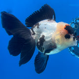 Thai Oranda Panda 3.5” Female(CK-1629)R2A08