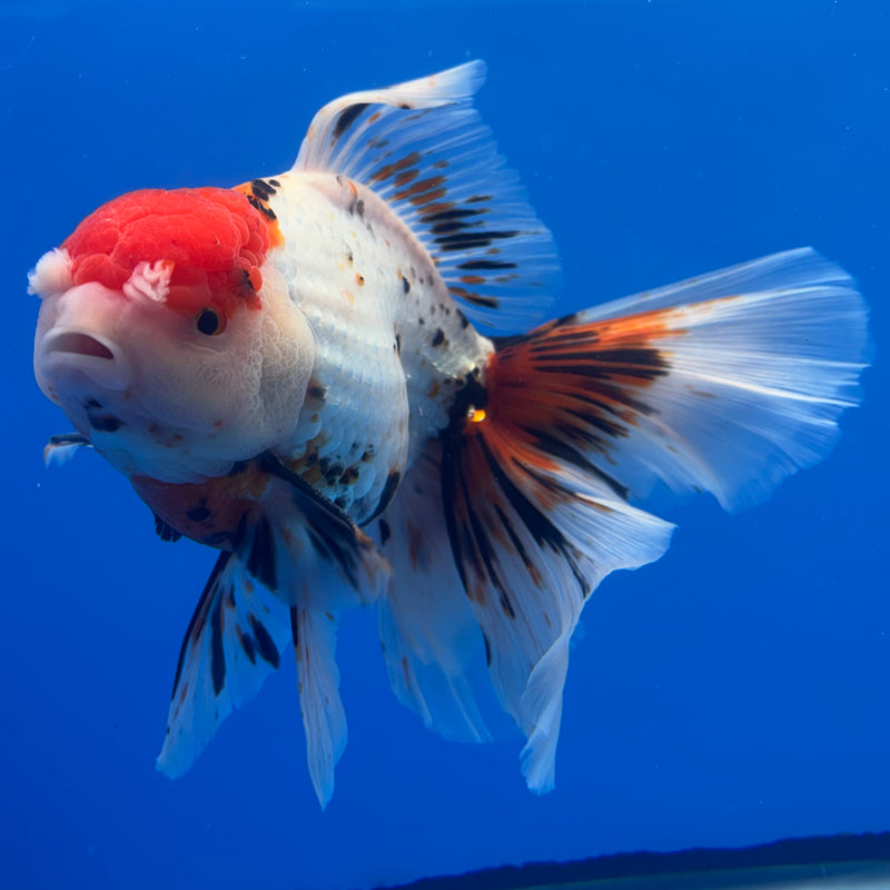 Thai Oranda JUMBO Tri-Color 4.5” Body Male(QGF-CK-1326)BLUETUB1