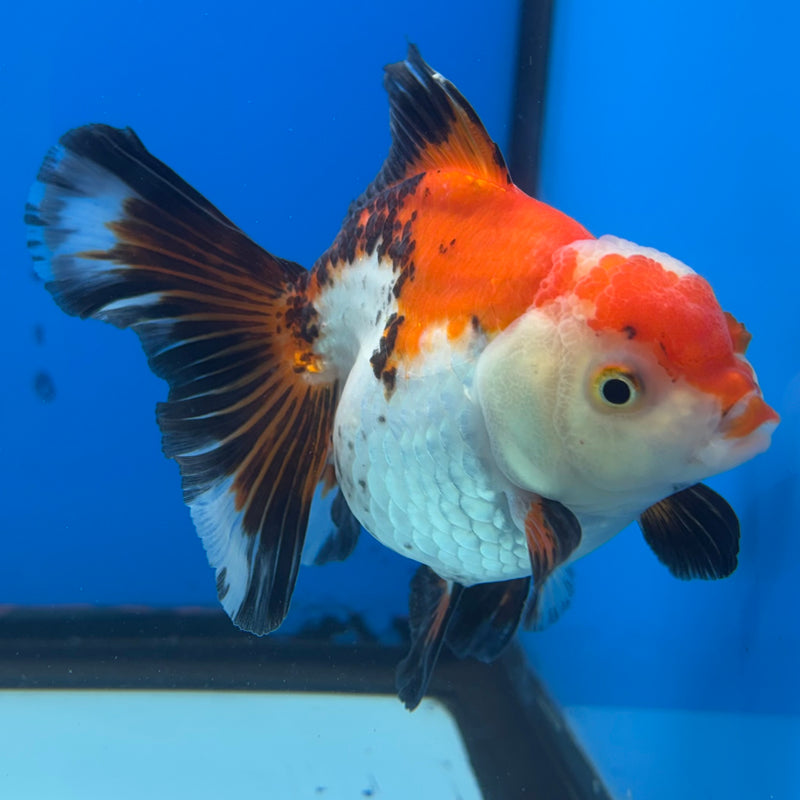 Thai Oranda Apache 3” Body Female(QGF-CK-1071)SHOWTANK