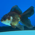 Thai Oranda Tri-Color 2.5” Male (CK-1558)R3A12