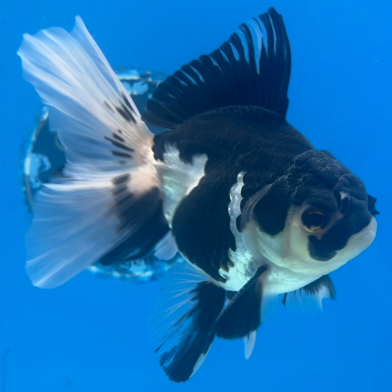 Thai Oranda Panda 3” Body Male(CK-1413)R3A12