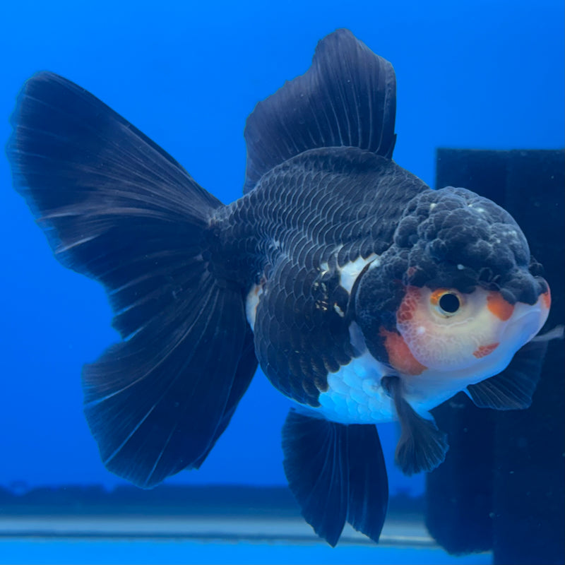 Thai Oranda Tri-Color/Apache 3” Body Female(CK-688)R1A07