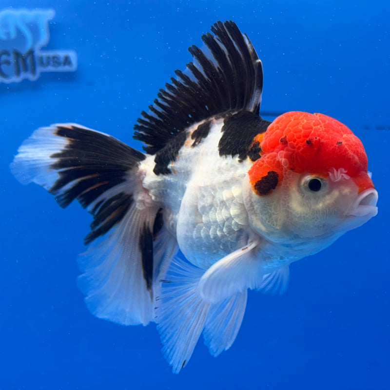 Thai Oranda Tri-Color 3” Body Male(CK-976)R3B09