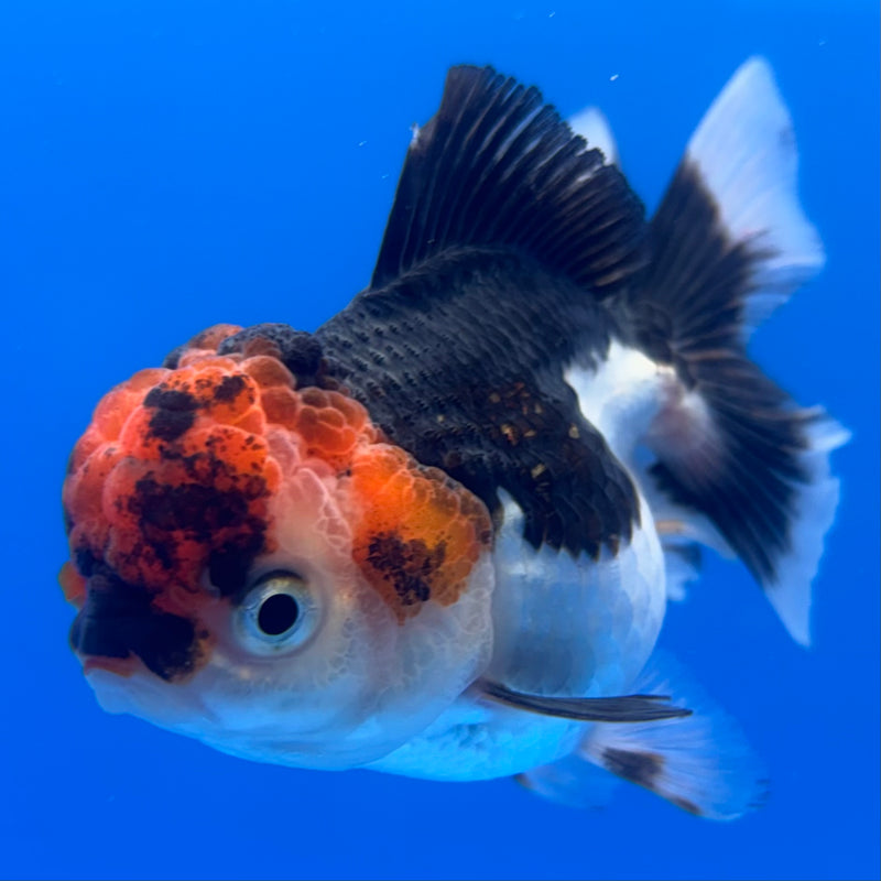 Thai Oranda Tri-Color 2.5” Body Female(CK-1239)R3B12