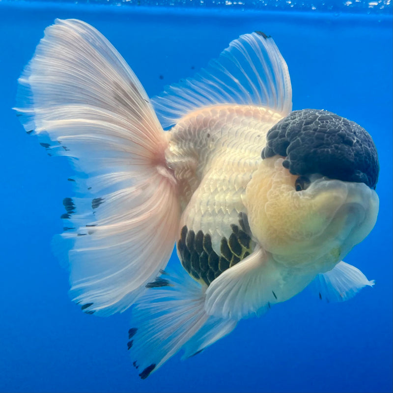 Thai Oranda AA Quality Panda  4” Body Female(CK-1107)SHOWTANK2