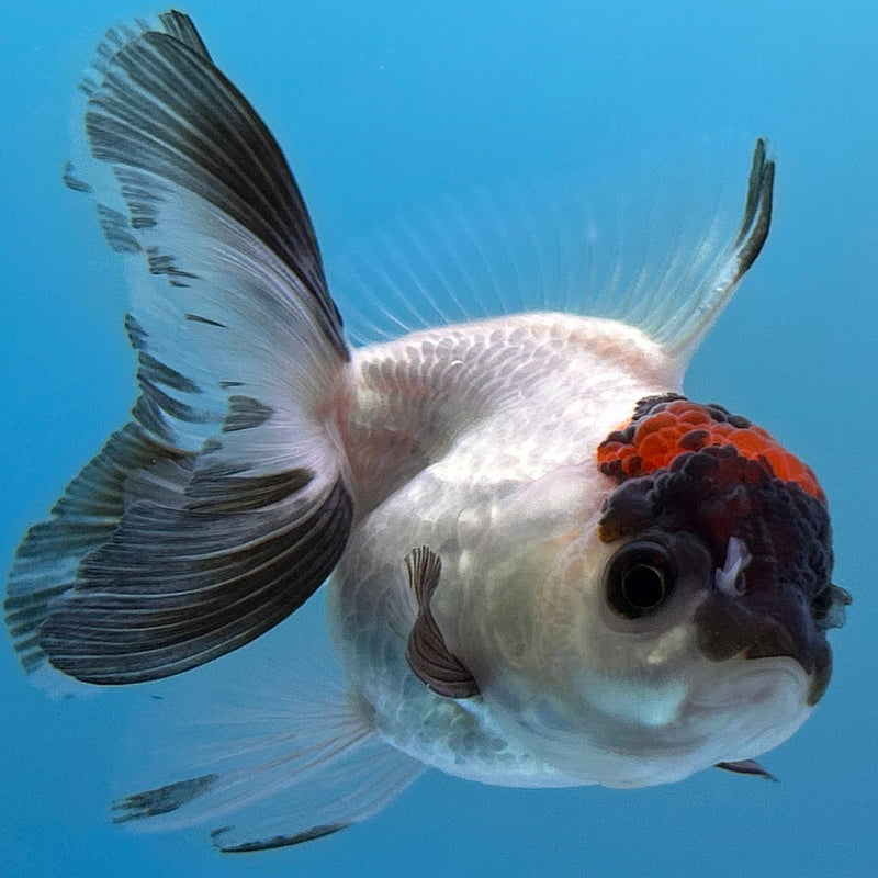 Thai Tri-Color Oranda 2“ Body Female (JCD-126) R4B05